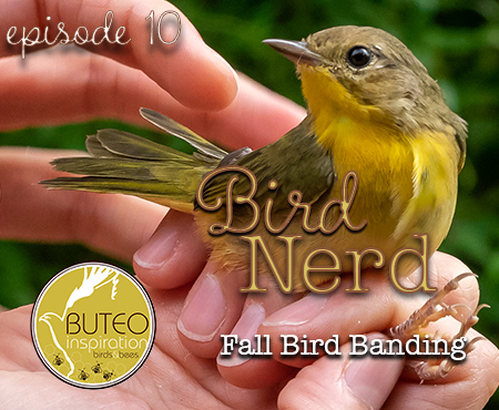 Bird Nerd Vlog Episode 10 Bird Banding