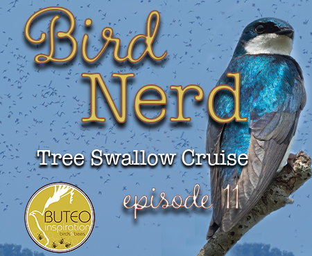 Bird Nerd Vlog Episode 11 Swallow Cruise