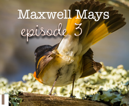 Bird Nerd Vlog Episode 3 Maxwell Mays