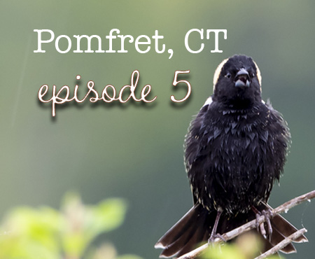 Bird Nerd Vlog Episode 5 Pomfret CT