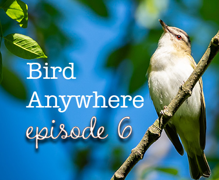 Bird Nerd Vlog Episode 6 Bird Anywhere