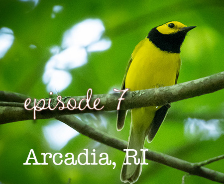 Bird Nerd Vlog Episode 7 Arcadia RI