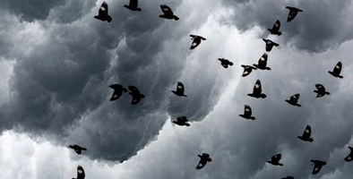 Read more about the article How Do Hurricanes Affect Birds?