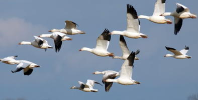 Snow Geese Flying