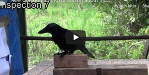 Read more about the article Are crows the smartest birds on earth?