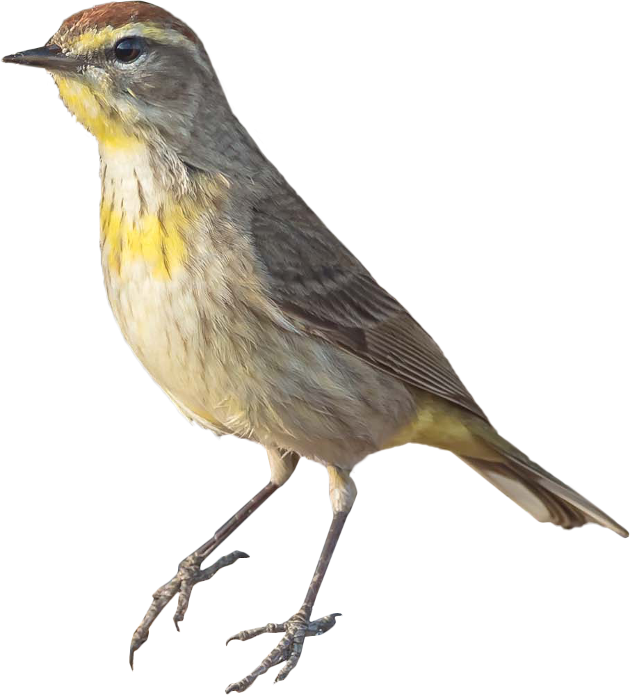 Photo of Palm Warbler