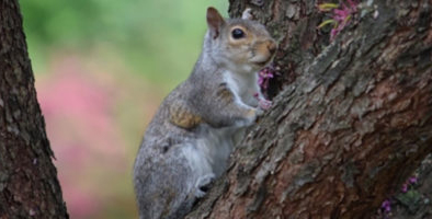 Read more about the article Eavesdropping Squirrels Take Cues From Bird Chatter