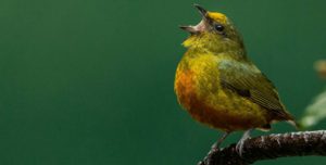 Read more about the article Department of Interior Takes Steps Toward Reversal of Position on Migratory Birds Protections