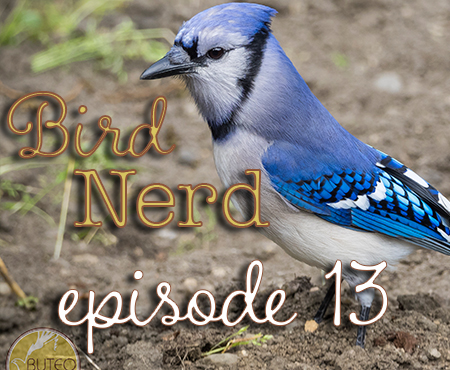Bird Nerd Vlog Episode 13 First look at identifying birds