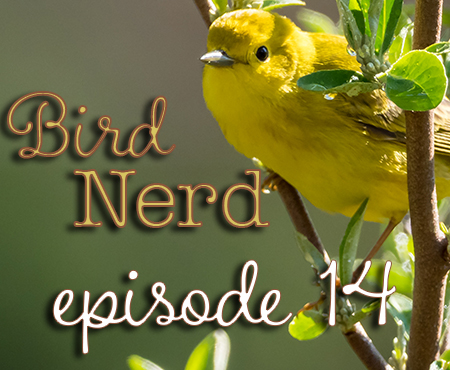 Bird Nerd Vlog Episode 14 Trailwood CT
