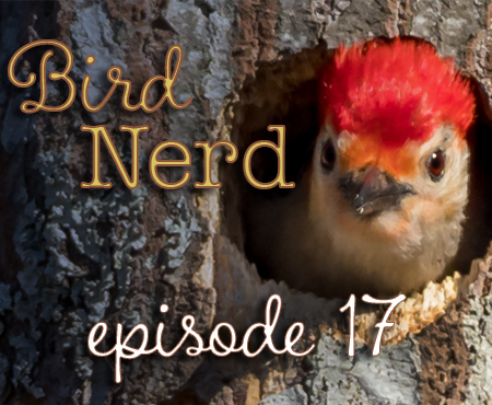 Bird Nerd Vlog Episode 17 Bike & Bird
