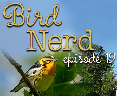Bird Nerd Vlog Episode 19 Miantonomi Park RI