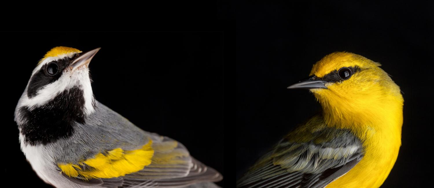 Image of 2 Warbler Songbirds