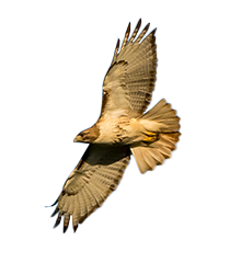redtail hawk photo