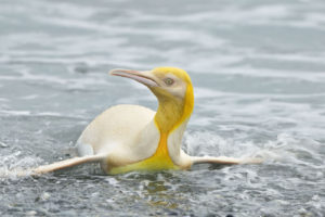 Read more about the article Wildlife Photographer Captures ‘Never Before Seen’ Yellow Penguin