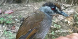 Read more about the article Bird believed extinct for 170 years spotted in Borneo