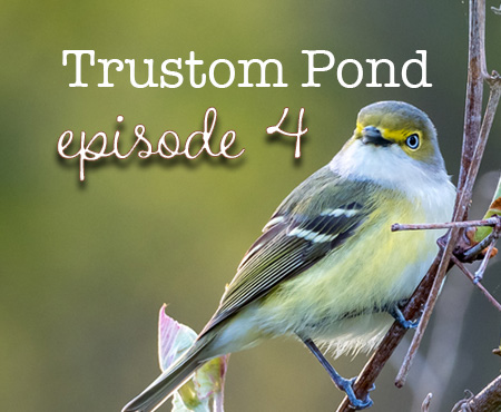 Bird Nerd Vlog Episode 4 Trustom Pond