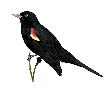 Digital Watercolor of Red-winged Blackbird