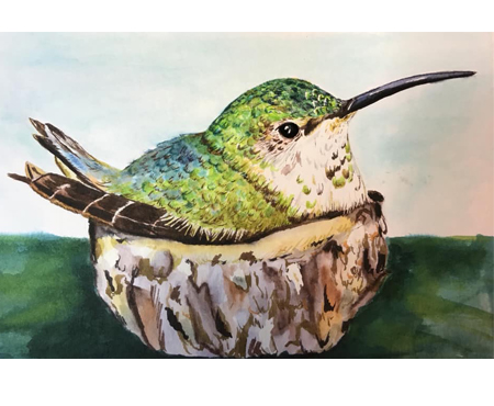 Watercolor of Hummingbird in a nest