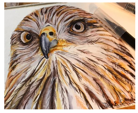 Watercolor of Hawk