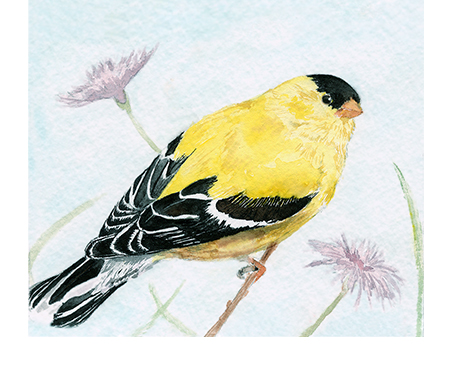 Watercolor of American Goldfinch