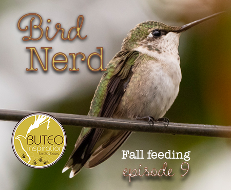Bird Nerd Vlog Episode 9 Feeding Hummingbirds