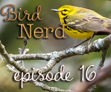Bird Nerd Vlog Episode 16 Rome Point RI