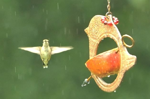 Hummingbird near Apple Feeder