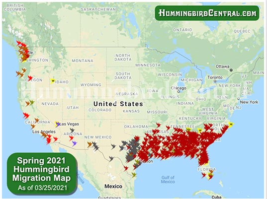 It's Spring Bird Migration time! - BirdNerd